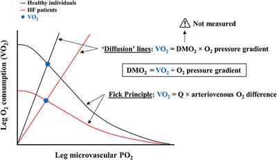 Skeletal Muscle O2 Diffusion and the Limitation of Aerobic Capacity in Heart Failure: A Clarification